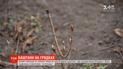 Киянин виростив понад 4 тисячі саджанців каштанів на городі
