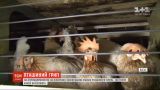 В Винницкой области утилизируют 100 тысяч кур из-за вспышки птичьего гриппа