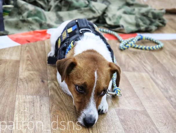 Пес Патрон/Instagram patron_dsns