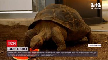 Новини світу: у британському зоопарку черепахи подолали дистанцію у 200 метрів, щоб переселитися