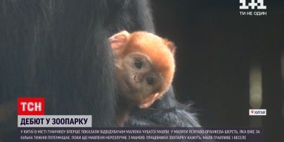 Новини світу: у зоопарку Гуанчжоу відвідувачам показали дитинча чубатої мавпи