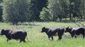 Здичавіле стадо чорнобильських корів