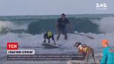 Новини світу: у Бразилії провели чемпіонат з серфінгу для собак