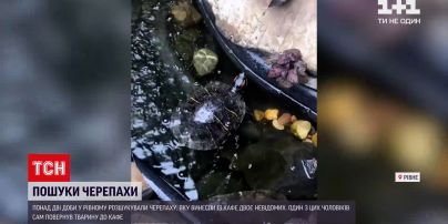 Новости Украины: более двух суток в Ровно разыскивали черепаху, которую вынесли из кафе двое неизвестных