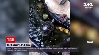Новини України: понад дві доби у Рівному розшукували черепаху, яку винесли із кафе двоє невідомих