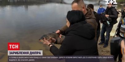 Новости Украины: киевляне приобщились к зарыблению Днепра и выпустили более 30 тысяч толстолобиков