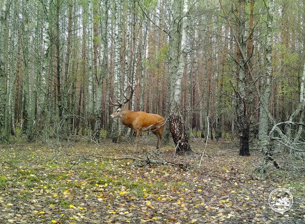 Олень / © Чорнобильський радіаційно-екологічний біосферний заповідник