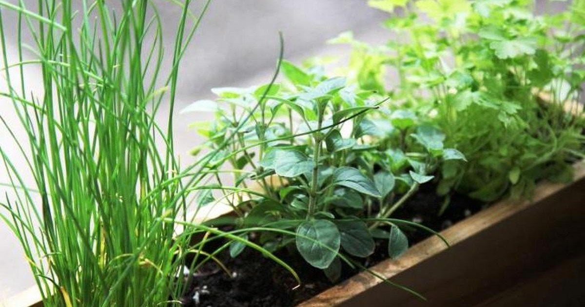 Зелень на підвіконні