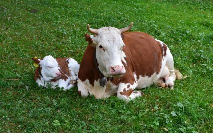 Фермеры жалуются на владельцев собак: из-за неубранных фекалий скот теряет нерожденных телят