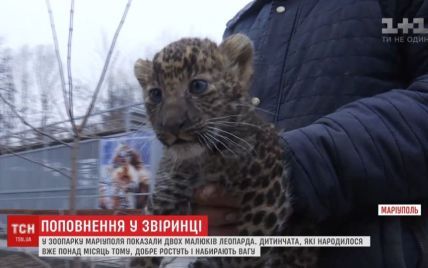 В Мариупольском зоопарке впервые показали новорожденных леопардов