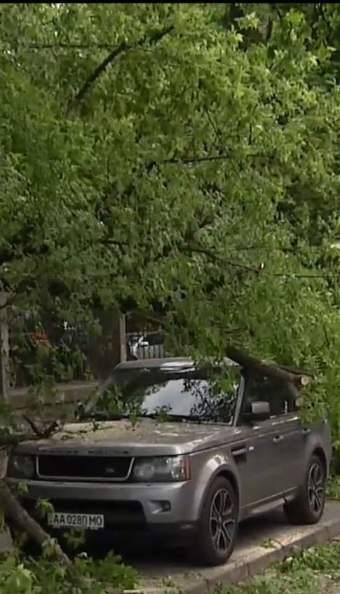 В Киеве дерево упало на автомобиль, водитель которого нарушил правила парковки