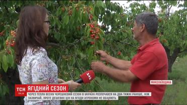 Какими будут цены на черешни в этом сезоне