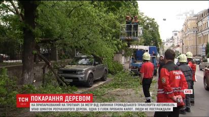 В Киеве дерево упало на автомобиль, водитель которого нарушил правила парковки
