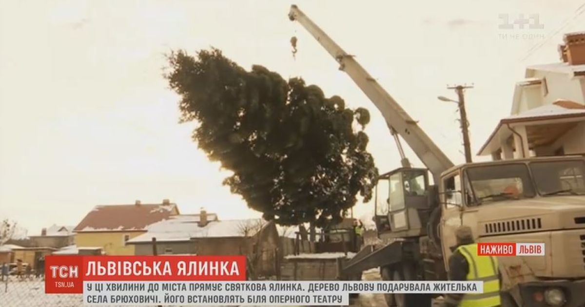 Мешканка села Брюховичі подарувала Львову цьогорічну головну ялинку