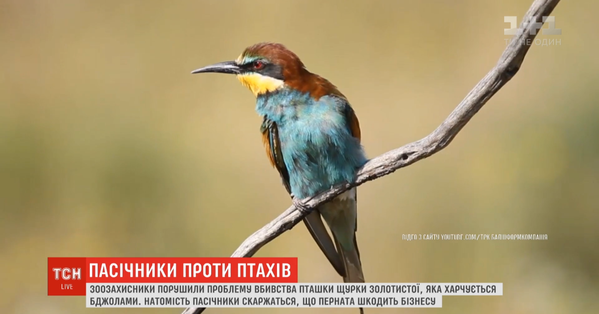 Заливают бетоном или сжигают: украинские пчеловоды убивают птиц, которые массово выедают пчел