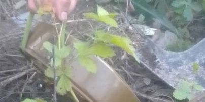 В лесу на Киевщине нашли противотанковую мину, которая "пряталась" под грибом (видео)