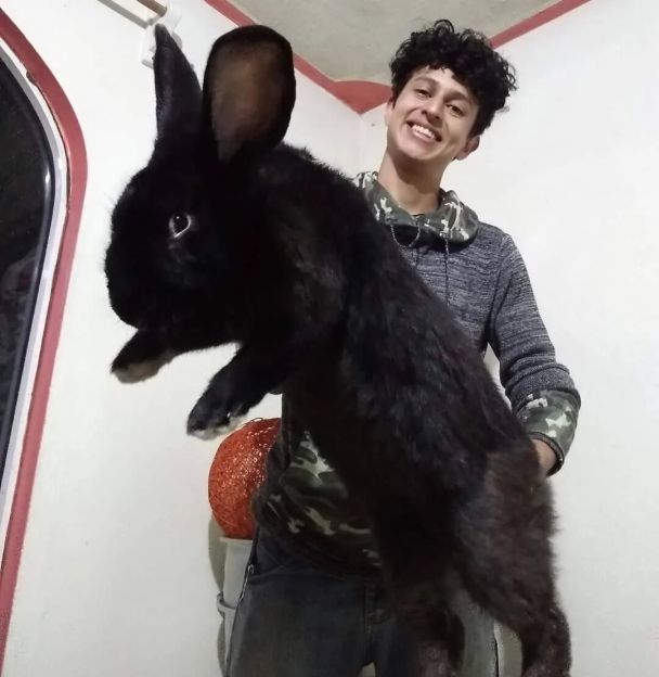 Андрес Якін з гігантськими кроликами / Фото: Jam Press