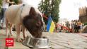 Євро-2020: Англія чи Україна – столична свинка Адель передбачила переможця матчу