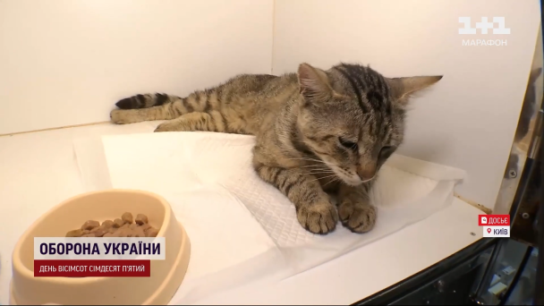 Кіт у ветклініці
