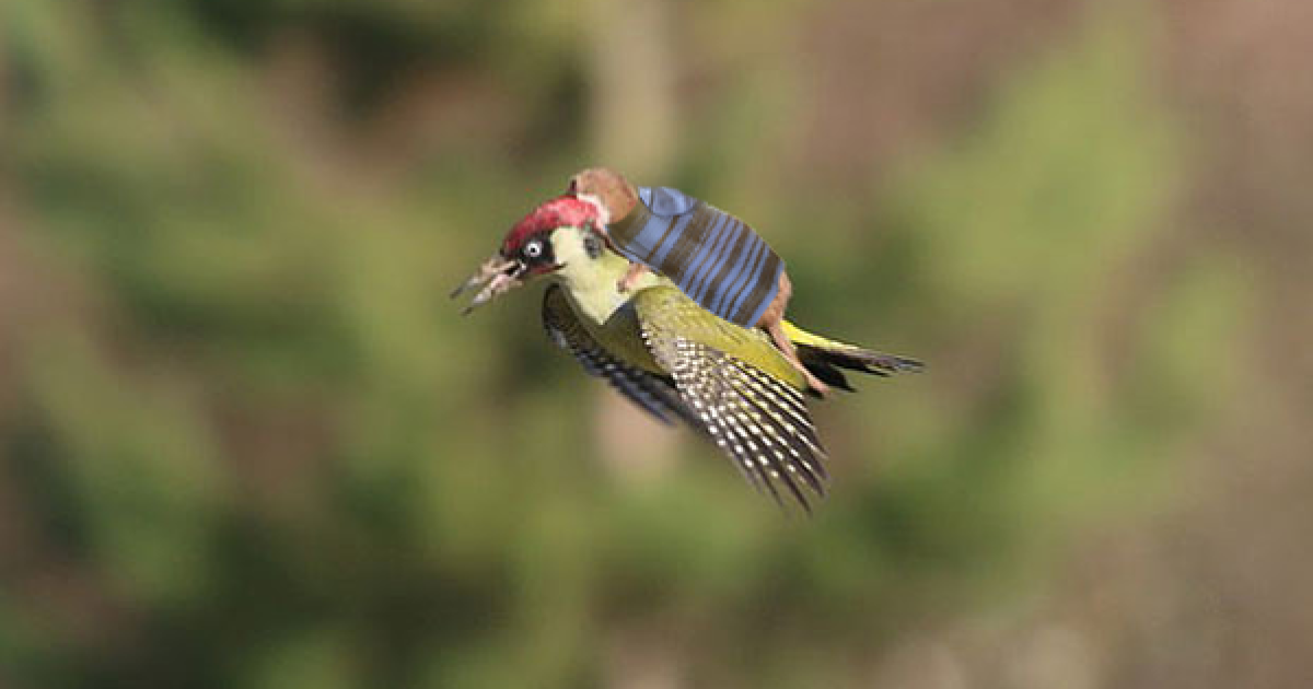Фотограф Мартин Лемэй сделал замечательное фото ласки верхом на дятлі, а Интернет сразу отреагировал / © afp.com