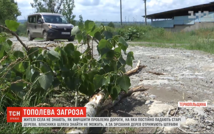 Небезпечний шлях: на дорогу у Тернопільській області постійно падають старі тополі