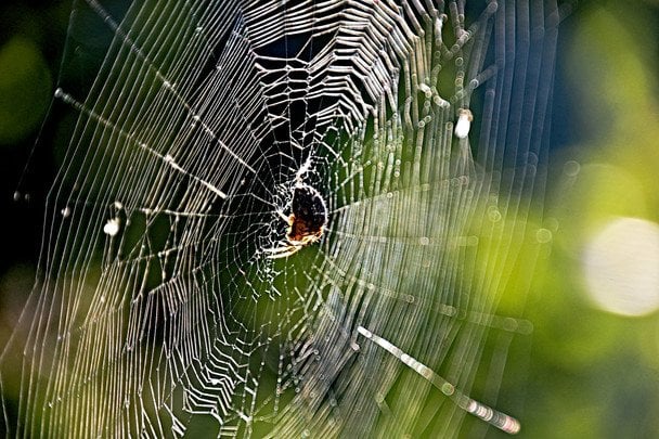 25 серпня в повітрі багато павутиння — до теплої і тривалої осені / © unsplash.com