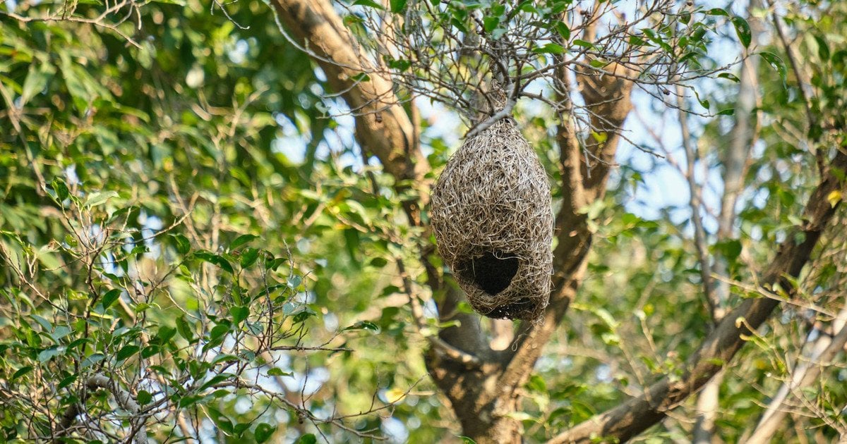 Найрозумніші тварини