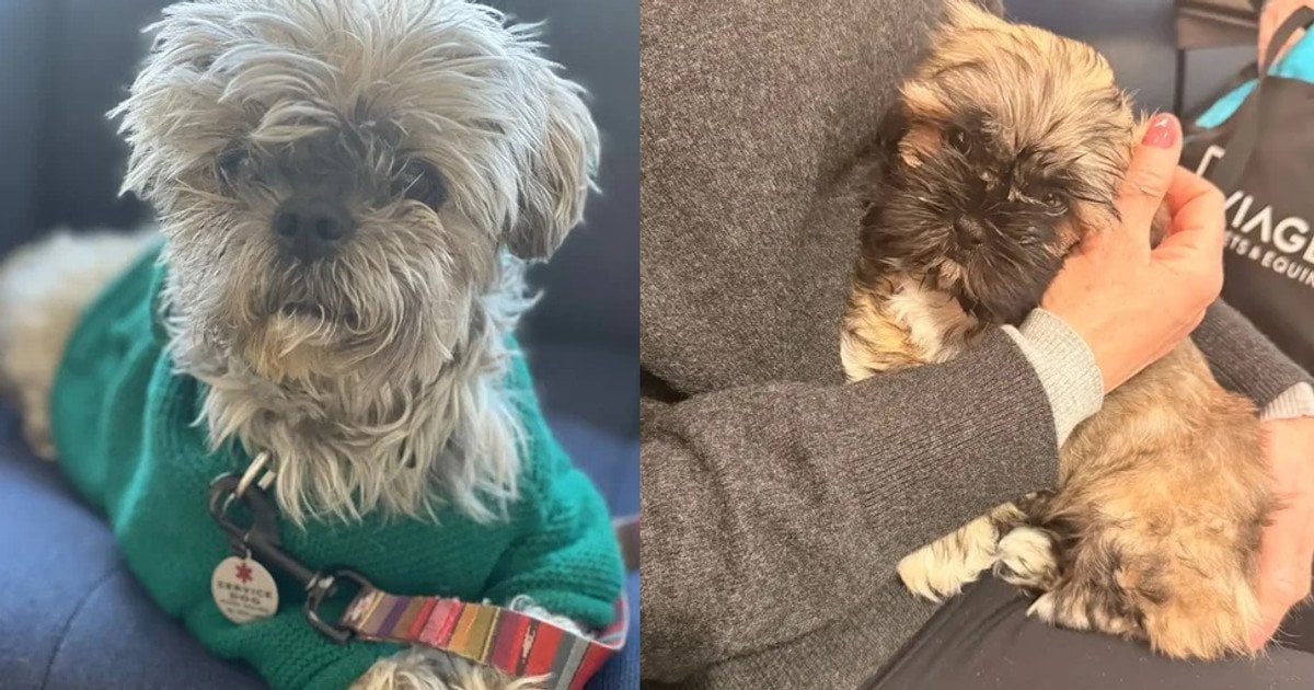 Собака Олівер та його клон Оллі