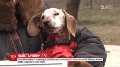 Їй 19, і вона "пенсіонерка": ТСН віднайшла найстарішого пса в Україні