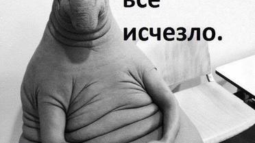 Фотожаби з Почекуном / © Фото з соціальних мереж