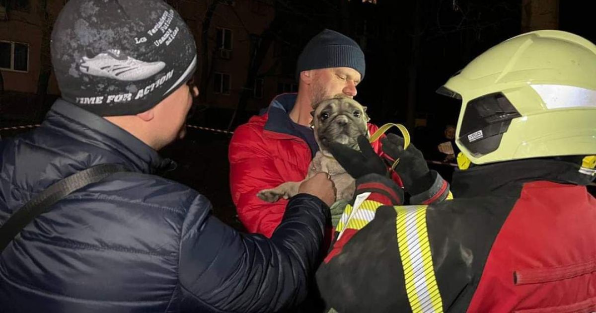 Чрезвычайники из-под завалов дома в Запорожье освободили собачку