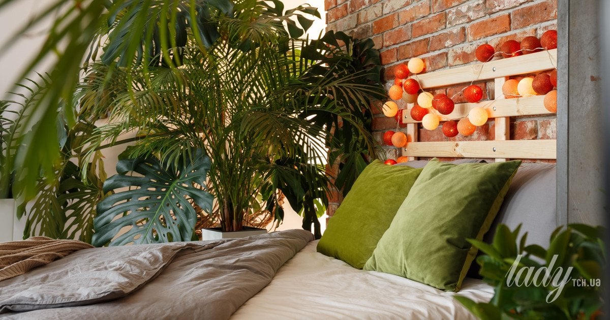 Топ-3 комнатные растения, которые могут улучшить ваш сон