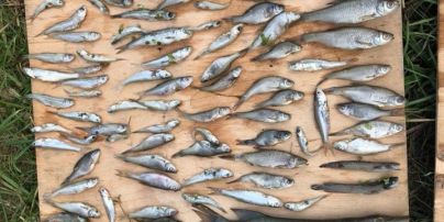 Під Києвом знайшли майже дві сотні мертвих рибин