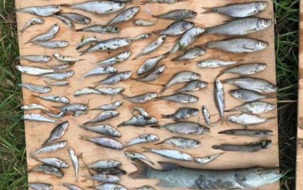 Под Киевом нашли почти две сотни мертвых рыб