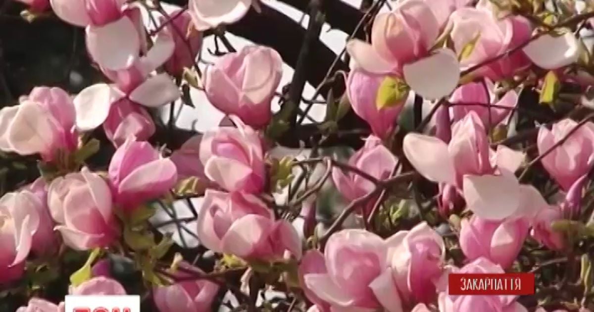 На Закарпатті квітне сакура