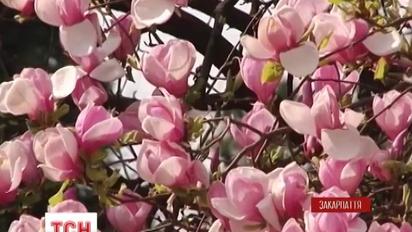 Закарпаття перетворилося на величезний ботанічний сад