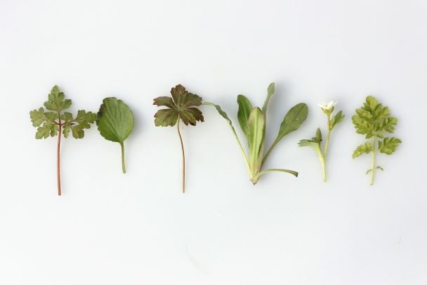 Чому Трійцю називають Зеленими святами / © Unsplash