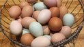 Яйца