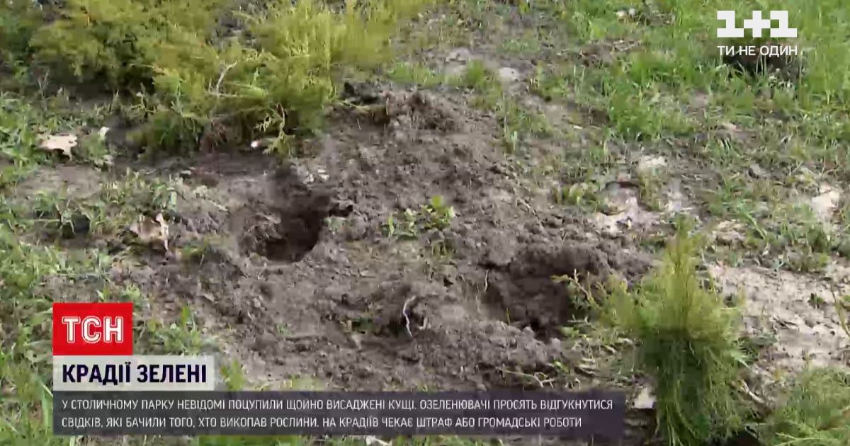 В Києві невідомі вкрали 16 щойно висаджених кущів