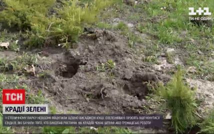 В Києві невідомі вкрали 16 щойно висаджених кущів