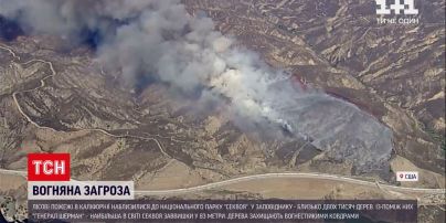 Новини світу: каліфорнійські лісові пожежі наблизилися до національного парку "Секвоя"