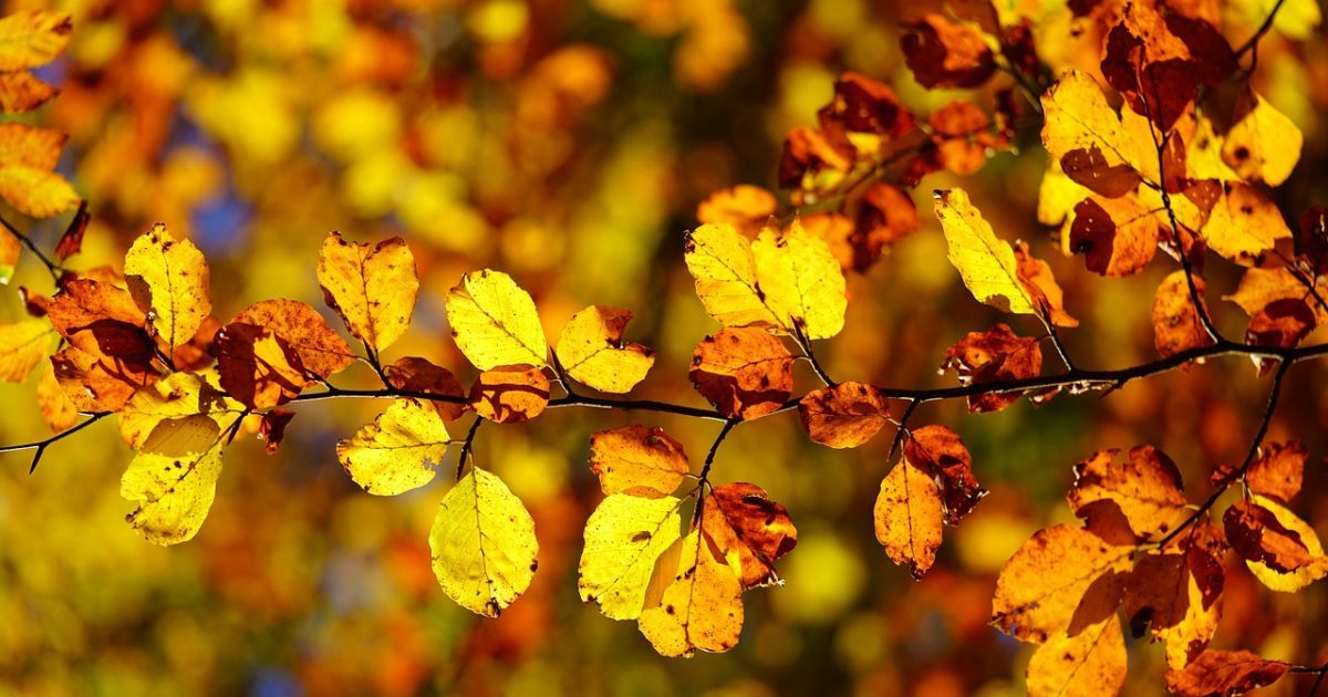 У жовтні буде тепло
