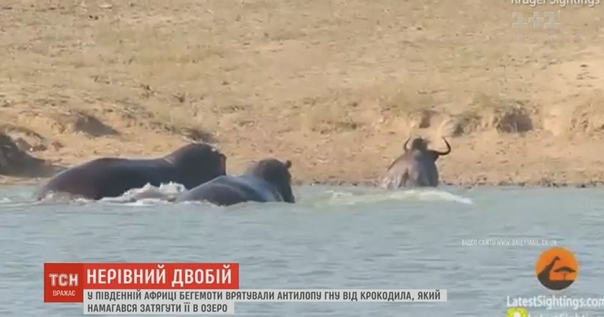 У Південній Африці бегемоти прийшли на допомогу антилопі, на яку напав крокодил