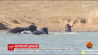 Бегемоти урятували антилопу від крокодила