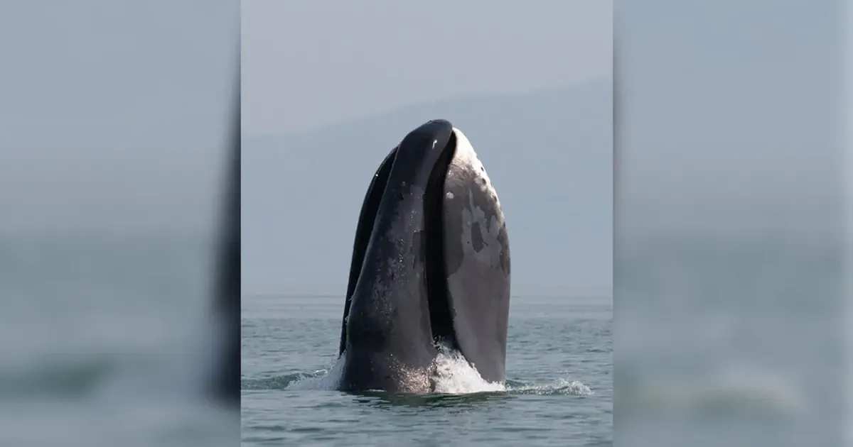 Гренландский кит