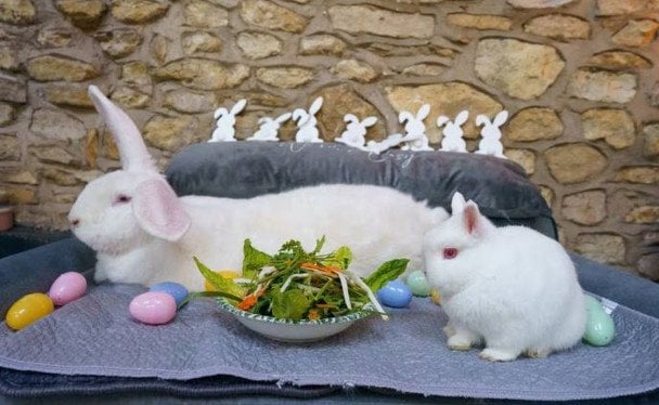 Джуніор і Сюзі / © SWNS