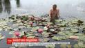 В водоемах Винницкой области рассаживают разноцветные лилии