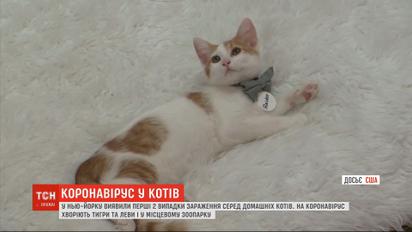 У США зафіксували перші випадки зараження котів коронавірусом