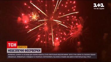 Страждання для тварин: чому люди досі не відмовились від феєрверків на свята | Новини України