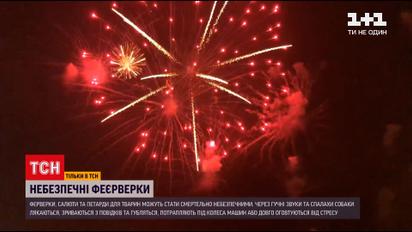 Страждання для тварин: чому люди досі не відмовились від феєрверків на свята | Новини України